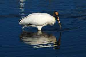 wood stork