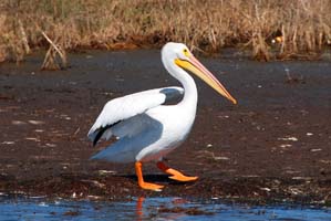 white pelican